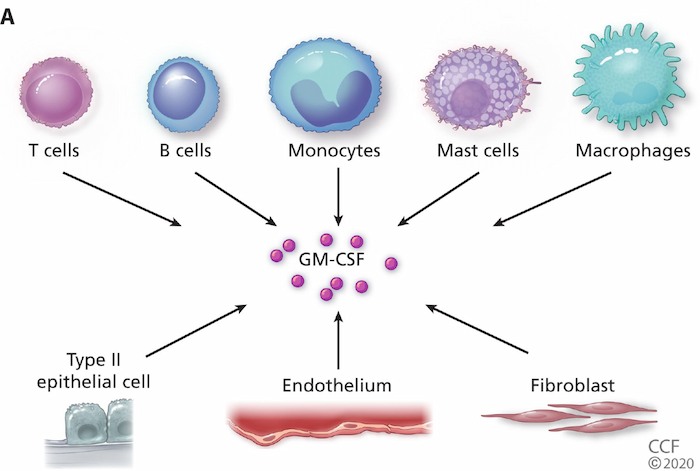 action of G-CSF
